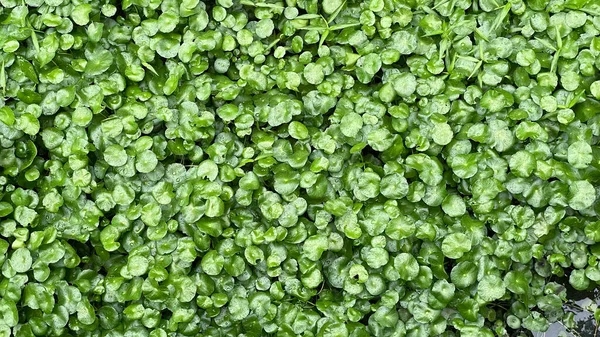 organik su pennywort büyüyen ot