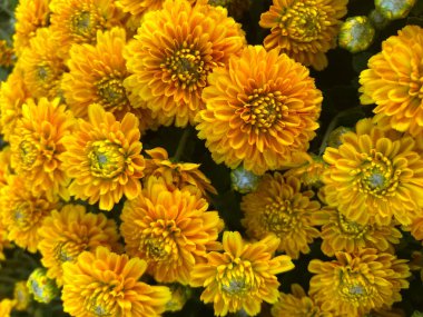 Sarı kasımpatı, çiçek, kasımpatı duvar kağıdı arka planı.