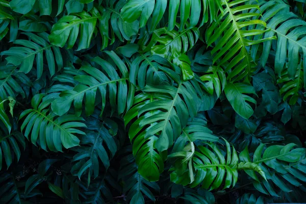 Kreativní Tropické Monstera Zelené Listy Rozložení — Stock fotografie