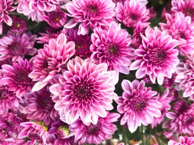 Sarı kasımpatı, çiçek, kasımpatı duvar kağıdı arka planı.