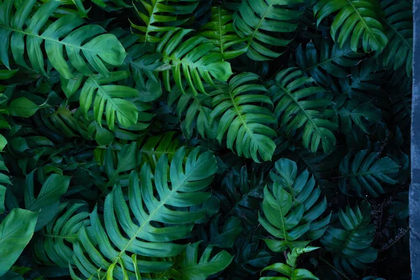 Kreativní Tropické Monstera Zelené Listy Rozložení — Stock fotografie
