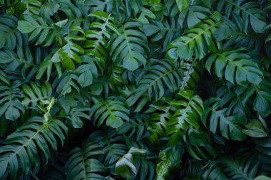 closeup nature view green monstera tropical