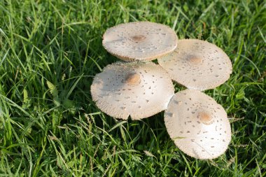 beautiful cabinet forest mushrooms gathering