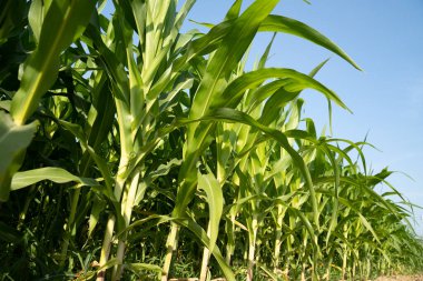 Açık mavi gökyüzünün altında güzel mısır tarlaları