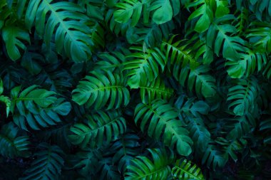 yaratıcı tropikal canavar yeşil yapraklar