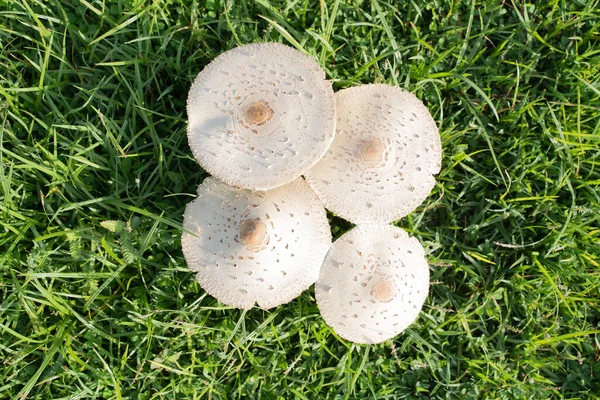 Beautiful Cabinet Forest Mushrooms Gathering — Stock Photo, Image