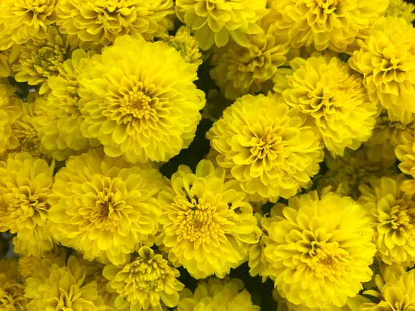 Yellow Chrysanthemum Flowerschrysanthemum Wallpaper Background — Stock Photo, Image