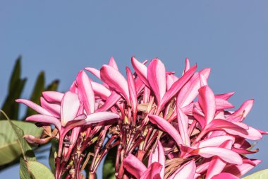 Mavi gökyüzü Plumeria çiçekler