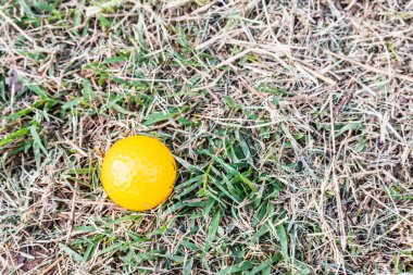 Kaba sarı minyatür Golf topu