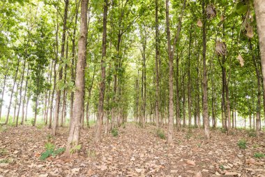 Ormanda, yeşil büyük tik ağacı