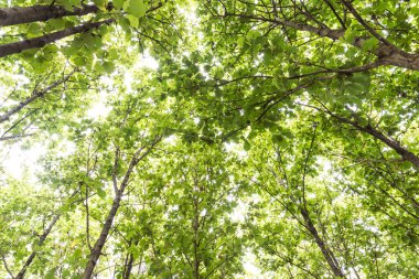 Büyük tik ağacı, taze yeşil