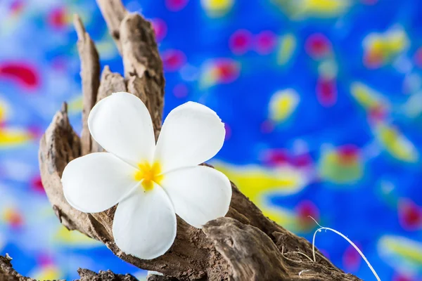 Flor de frangipani (Plumeria) sobre madeira — Fotografia de Stock