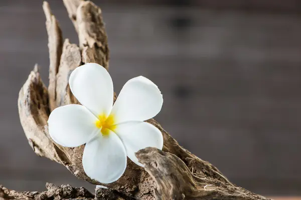 Frangipani-Blume (plumeria) auf Holz — Stockfoto