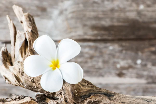 ahşap üzerine Frangipani çiçek (Plumeria)