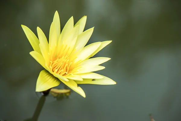 Yellow lotus — Stock Photo, Image