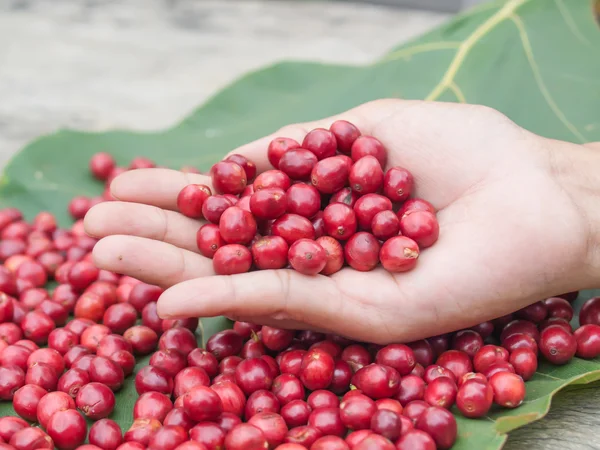 Červené kávové třešně v ruce — Stock fotografie