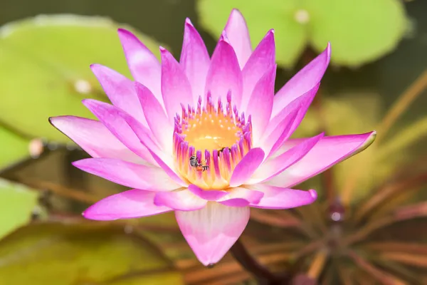Pink lotus or water lily with bee — Stock Photo, Image