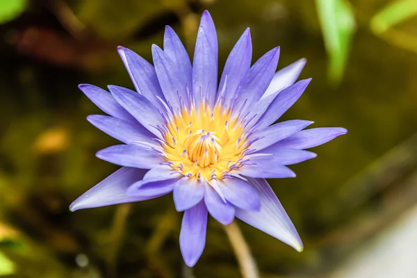 Purple lotus flower with yellow pollen. — Stock Photo, Image