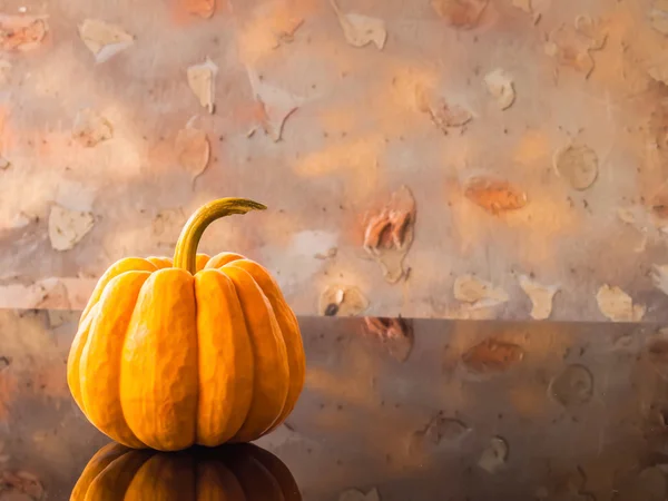 Gul beautifull Pumpkin — Stockfoto