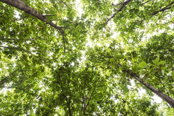 stock image Big teak tree, Green fresh