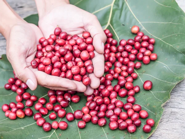 红色的咖啡樱桃在手 免版税图库照片