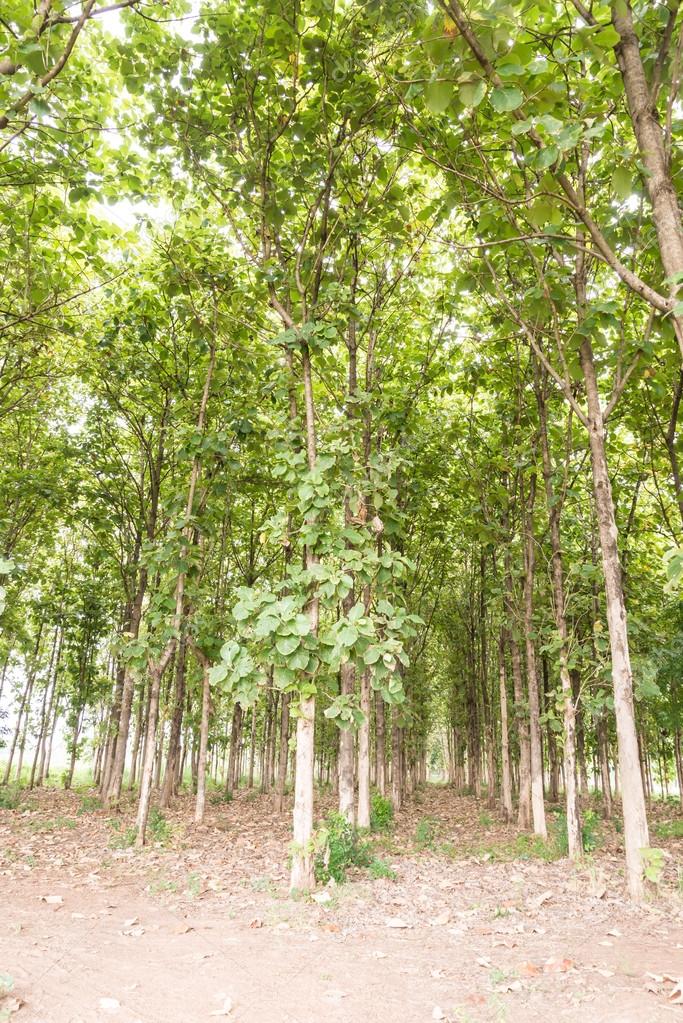 big teak tree in forest green stock photo c wmitrmatr 51559523 big teak tree in forest green stock photo c wmitrmatr 51559523