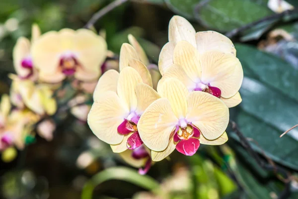 Orchidee — Stockfoto