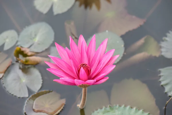 Feche a flor de lírio de água rosa — Fotografia de Stock