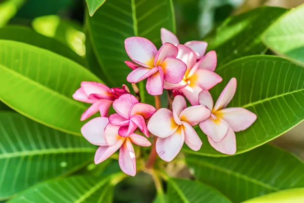 Plumeria. Piękny różowy kwiatostan — Zdjęcie stockowe