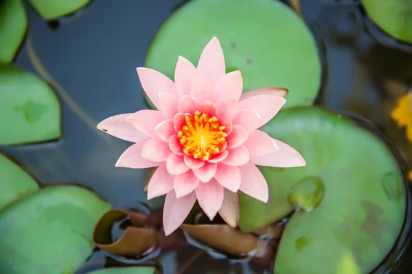 Belo lótus rosa com abelha na lagoa no dia nublado — Fotografia de Stock