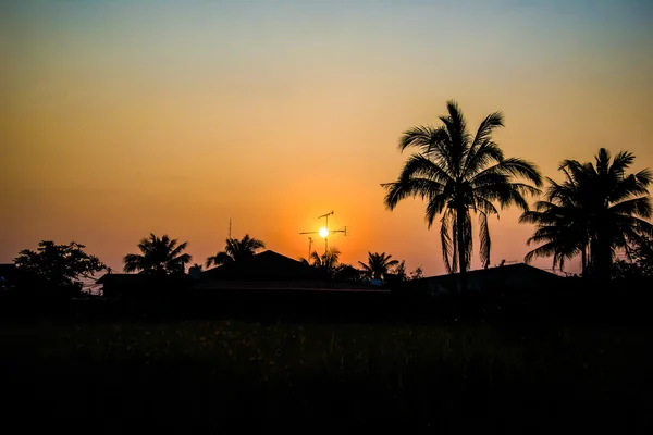 Silhouette di cocco al tramonto — Foto Stock