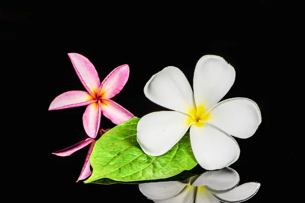 Frangipani çiçek