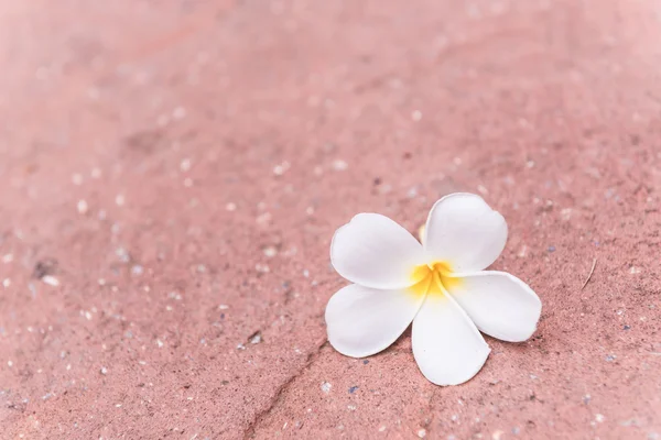 Frangipani — Stockfoto