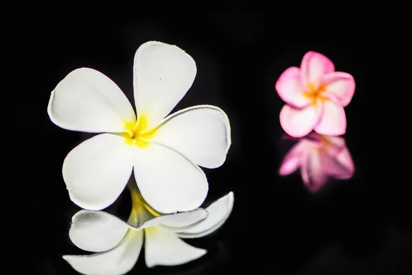 鸡蛋花花卉 图库图片