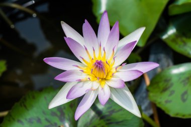 güzel, lotus arka plan