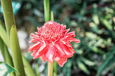 Kırmızı meşale zencefil yerel çiçek