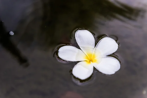 Frangipani spa blommor — Stockfoto