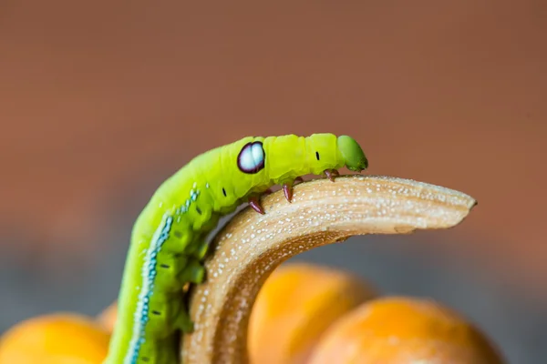 Зеленые черви — стоковое фото