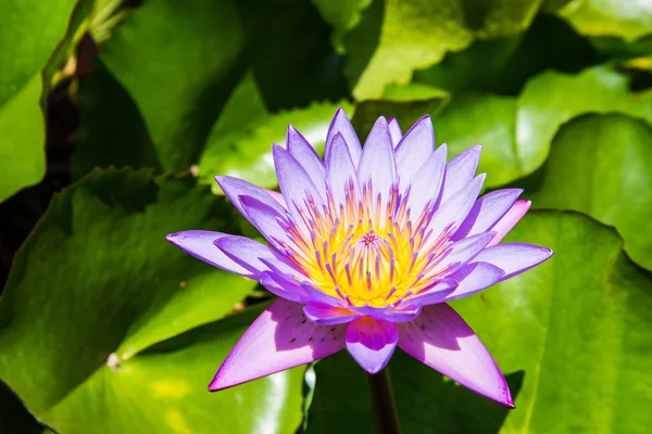 Feche a flor de lírio de água rosa na lagoa pela manhã — Fotografia de Stock