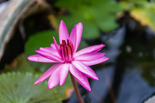 Feche a flor de lírio de água rosa na lagoa pela manhã — Fotografia de Stock