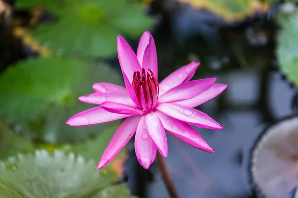 Feche a flor de lírio de água rosa na lagoa pela manhã — Fotografia de Stock
