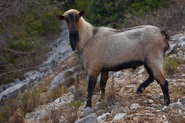 yüksek dağlarda erkek keçi