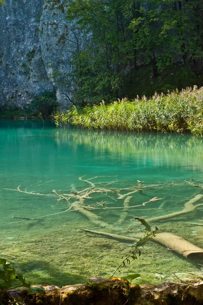 湖の中の木の大枝 — ストック写真