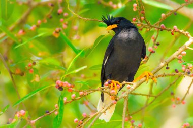 siyah kuş ağız Yeşil Sarı