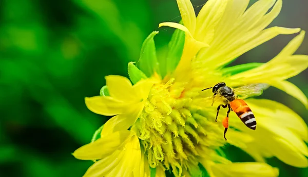 モーションの蜂の飛行を停止します。空域をバグします。黄色の花 — ストック写真