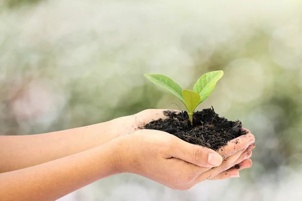 Mano de mujer sosteniendo una pequeña planta de árbol verde —  Fotos de Stock