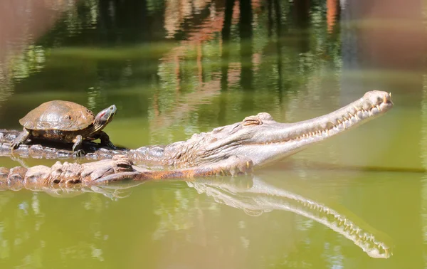 Želva jezdit na zádech krokodýl — Stock fotografie