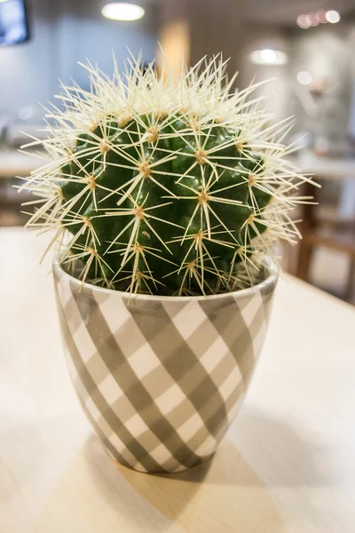 Cactus — Foto Stock