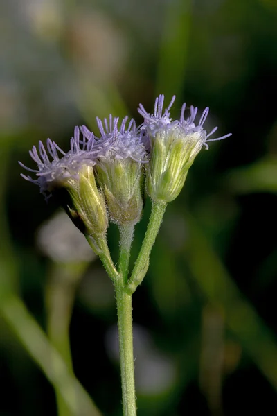 Gräs blomma — Stockfoto