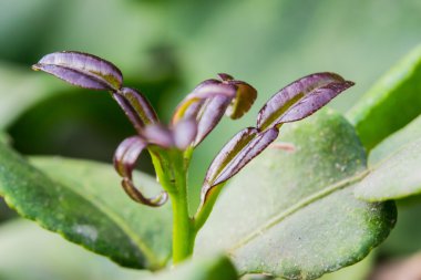 narenciye yaprakları